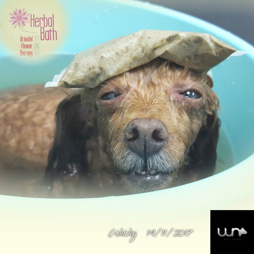Wet Nose Pet Shop 5