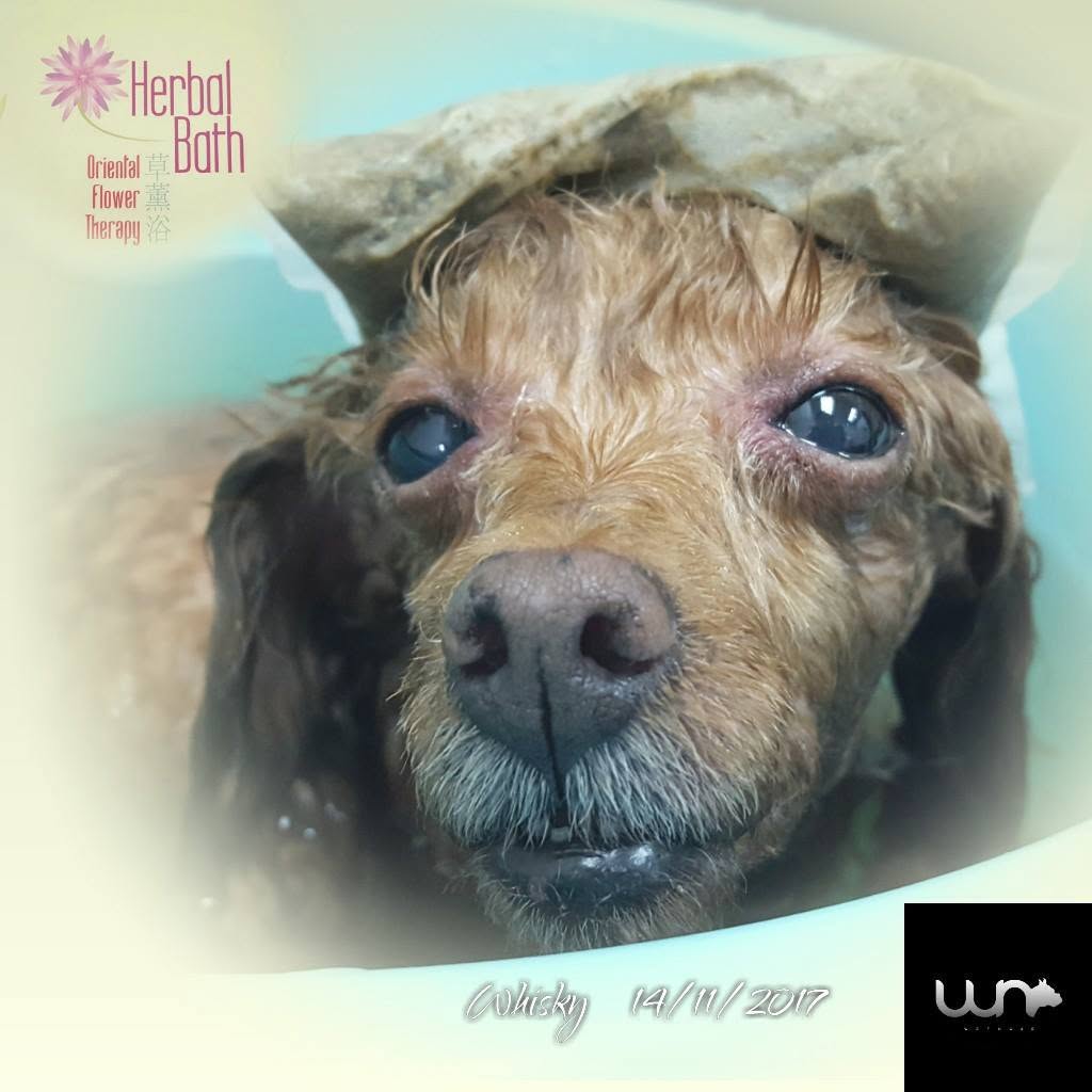 Wet Nose Pet Shop 8