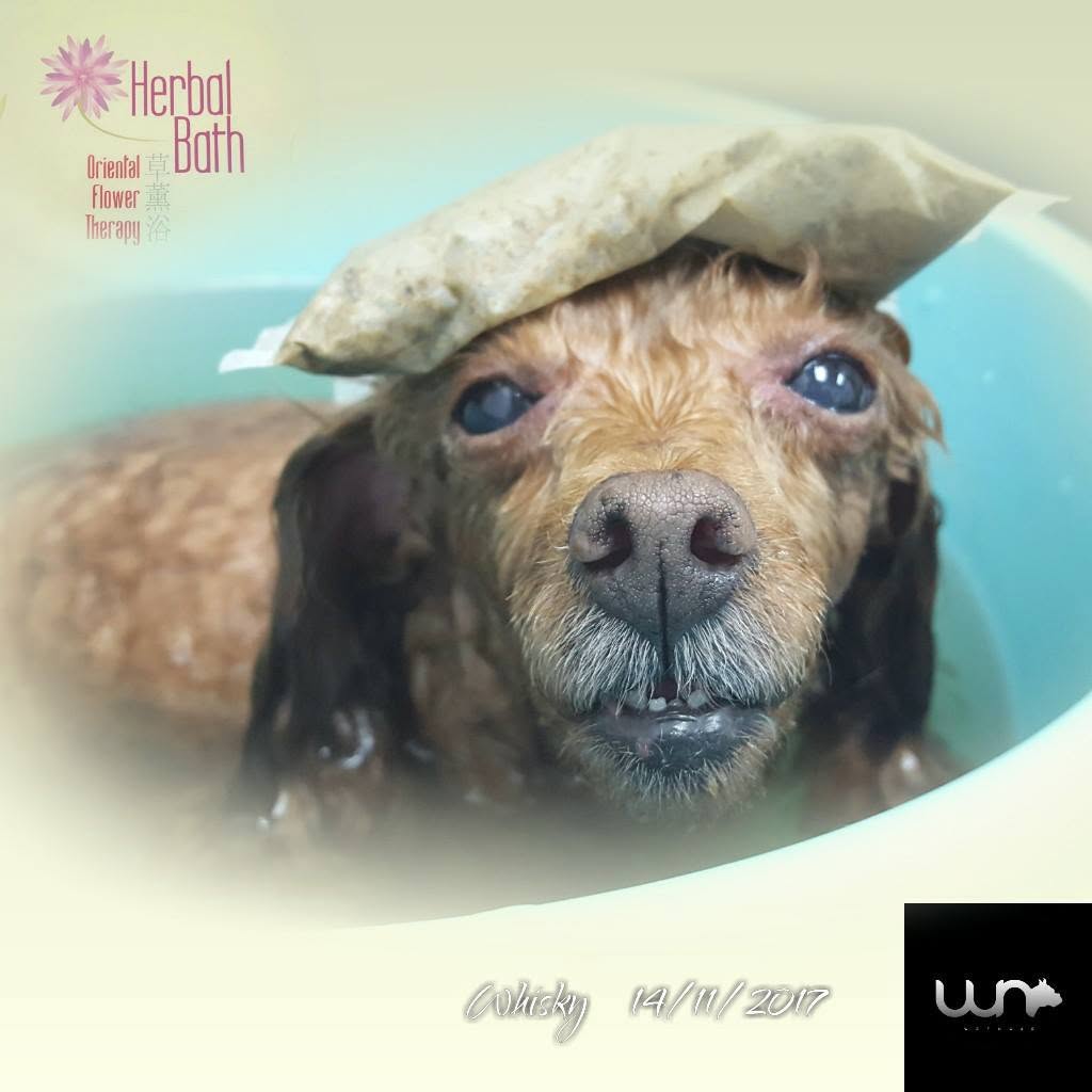 Wet Nose Pet Shop 9