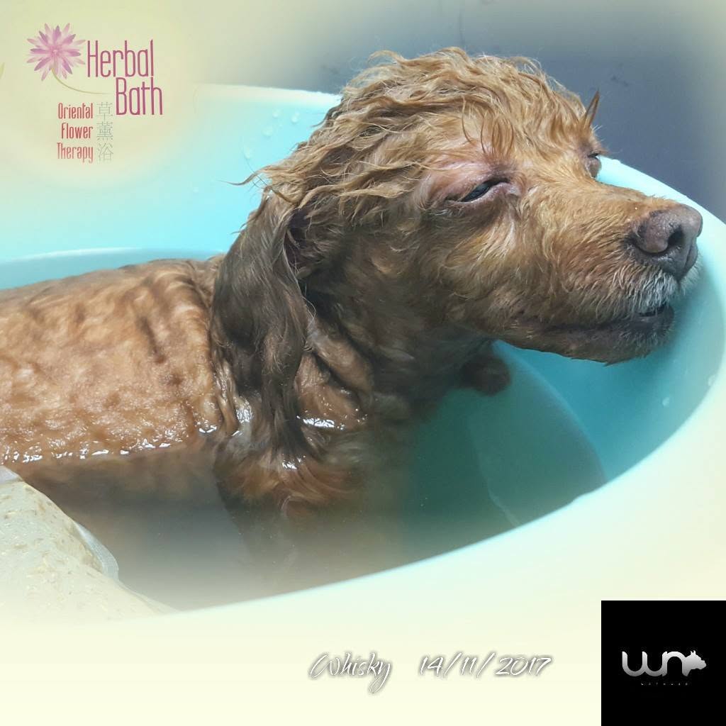 Wet Nose Pet Shop 10